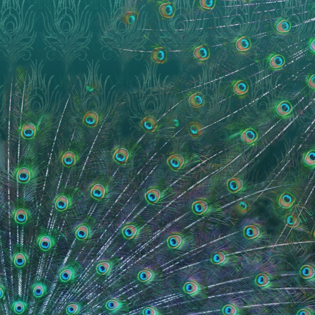 Afficher le produit Déco | Peacock du fabricant Officinarkitettura