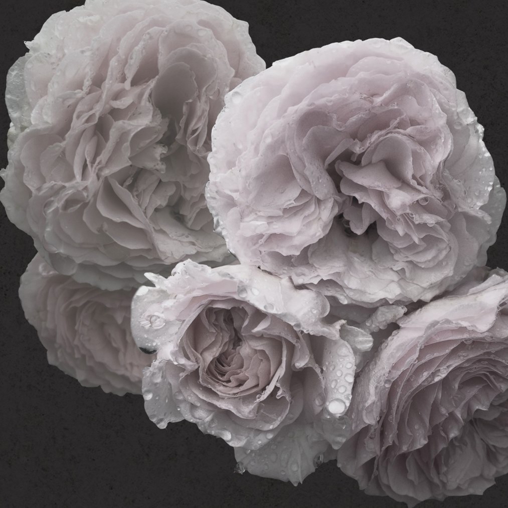 Mostra il prodotto Nature | Rose del produttore Officinarkitettura