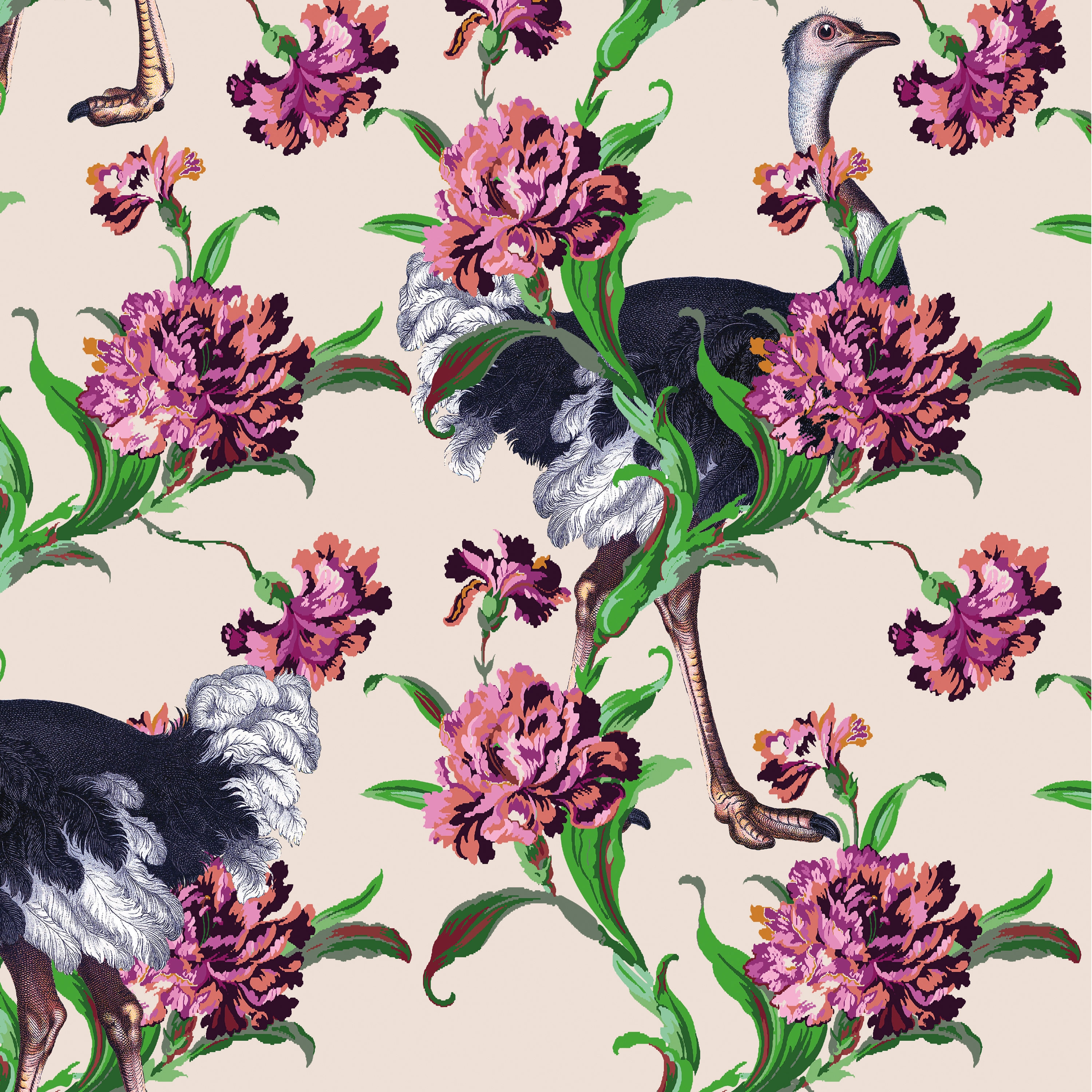 Simone Guidarelli® | Ostriches Pink Powder