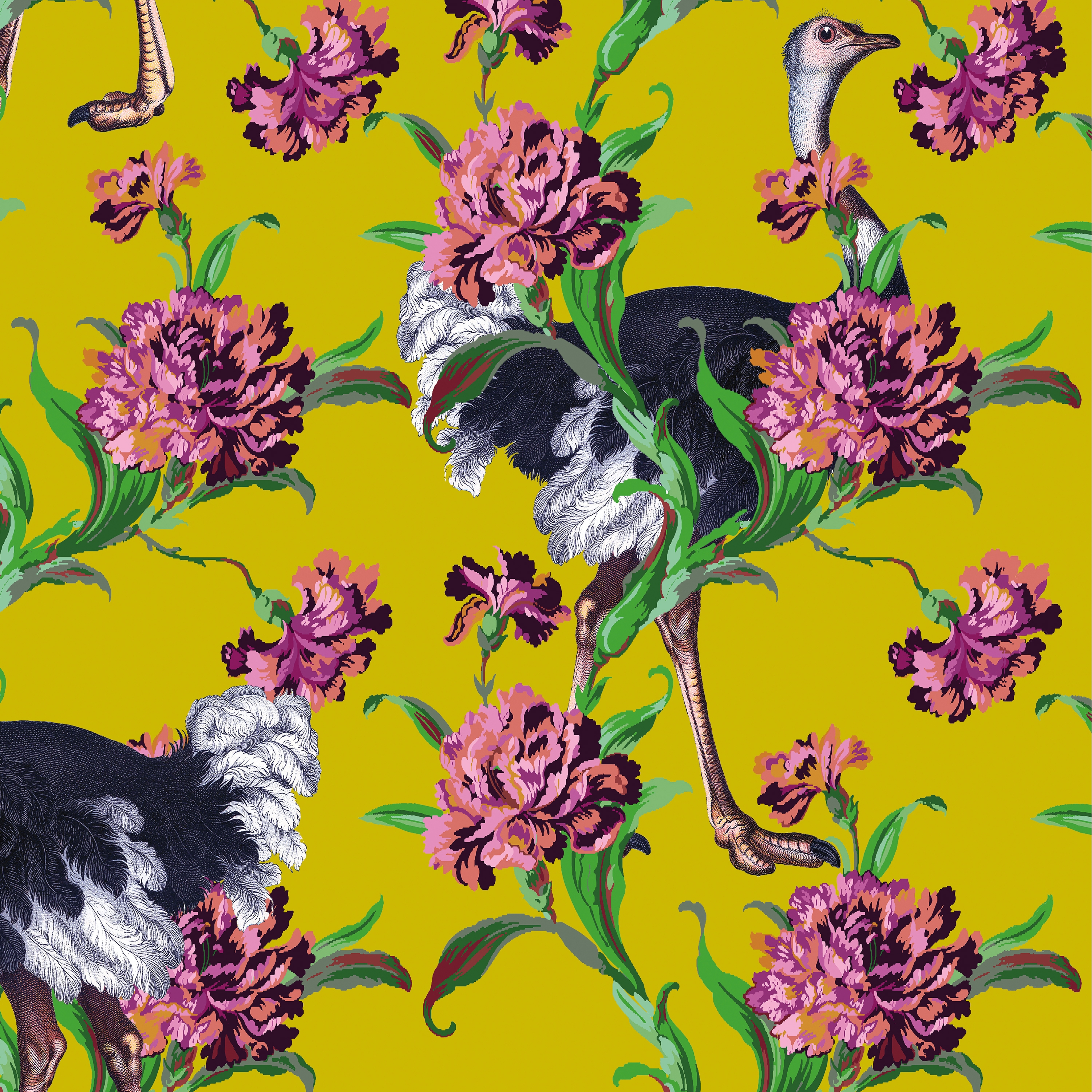 Simone Guidarelli® | Ostriches Yellow