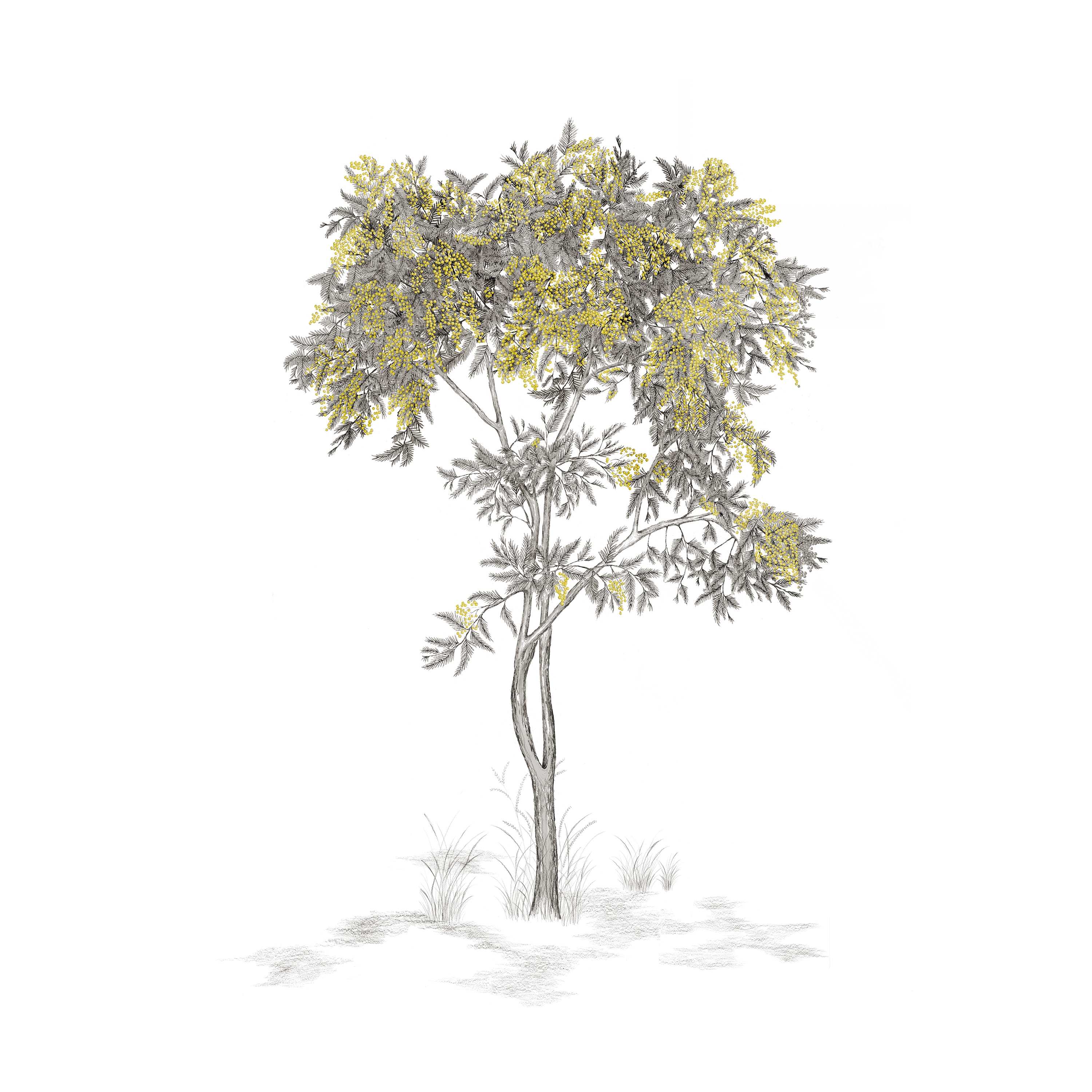 Afficher le produit Arbustes Mimosa Gris du fabricant ISIDORE LEROY