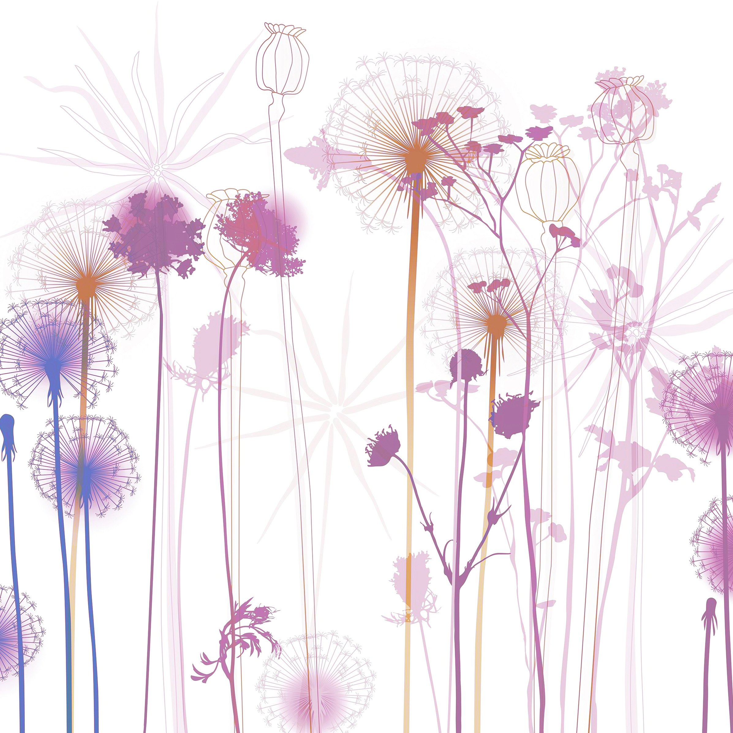 Dandelion | 111_003