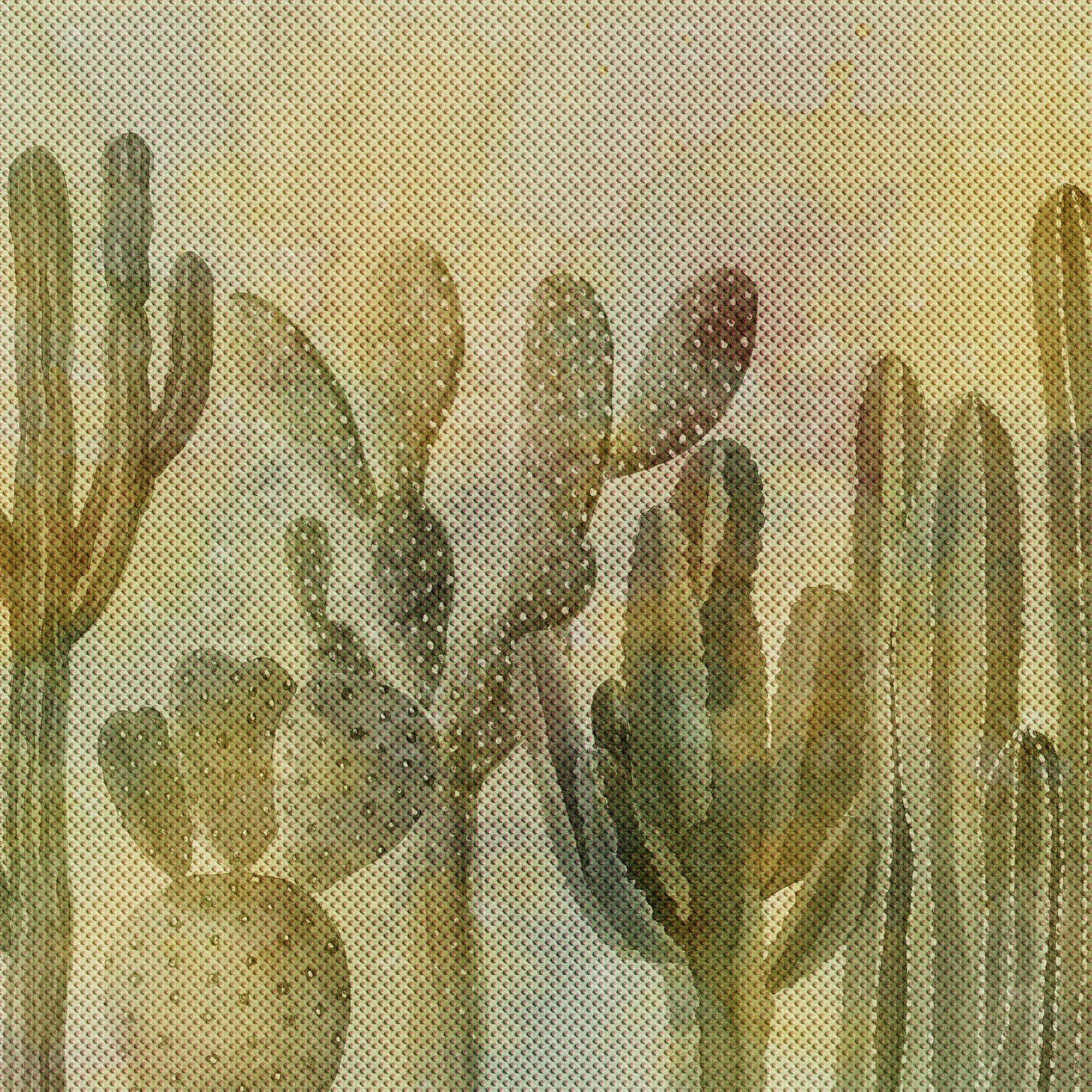 Succulents | 441_003