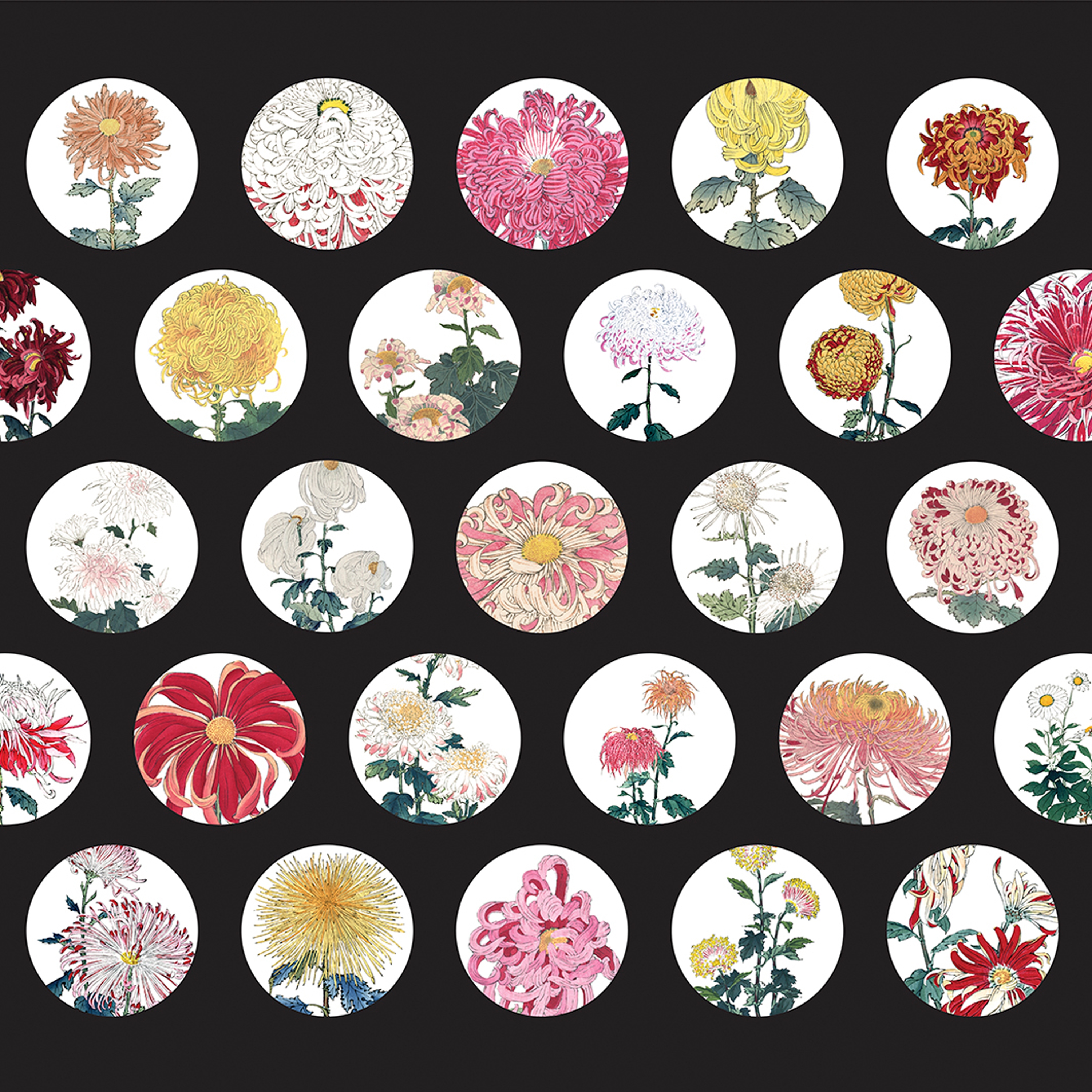 Flower | 505_005