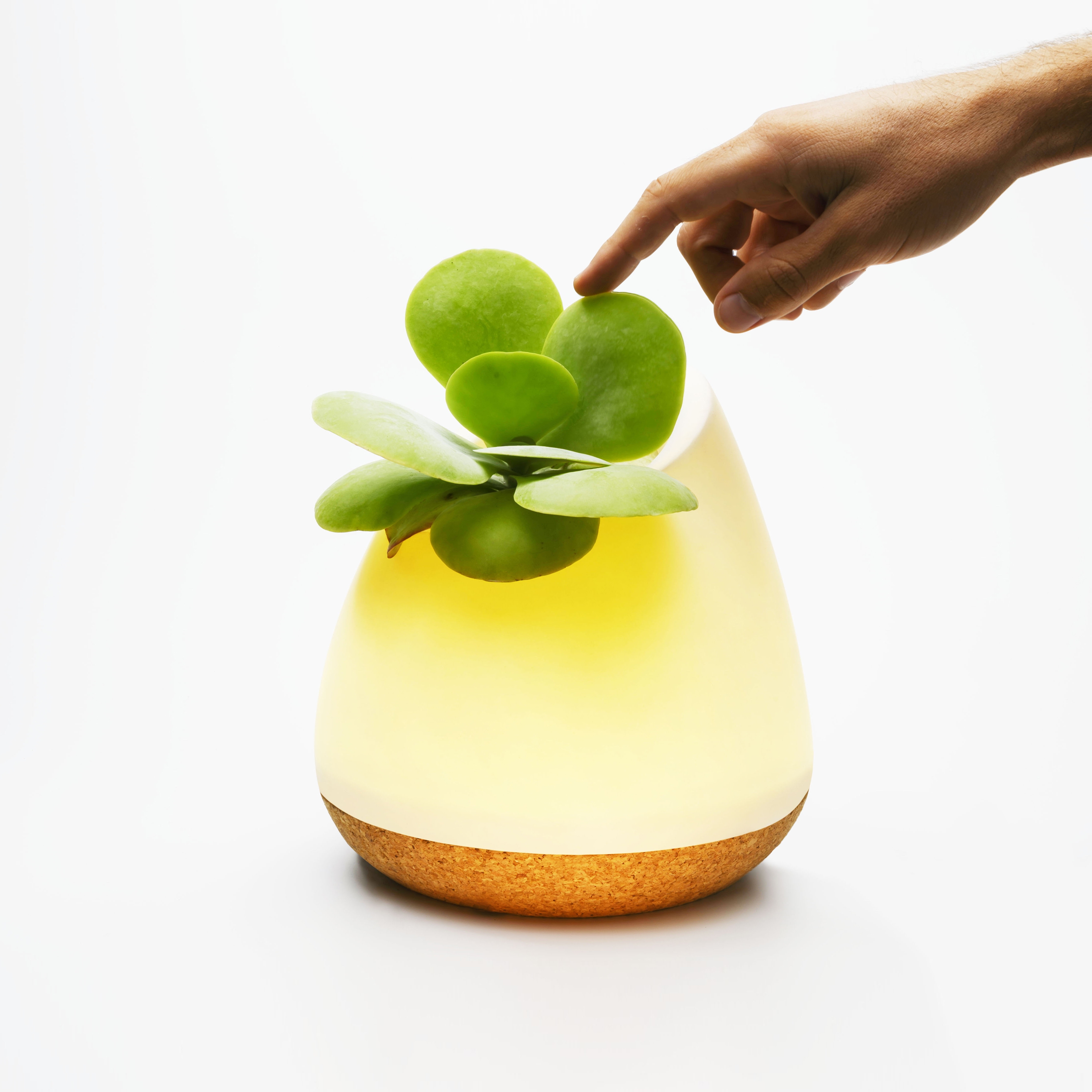 Display product BiooLux from manufacturer Bioo