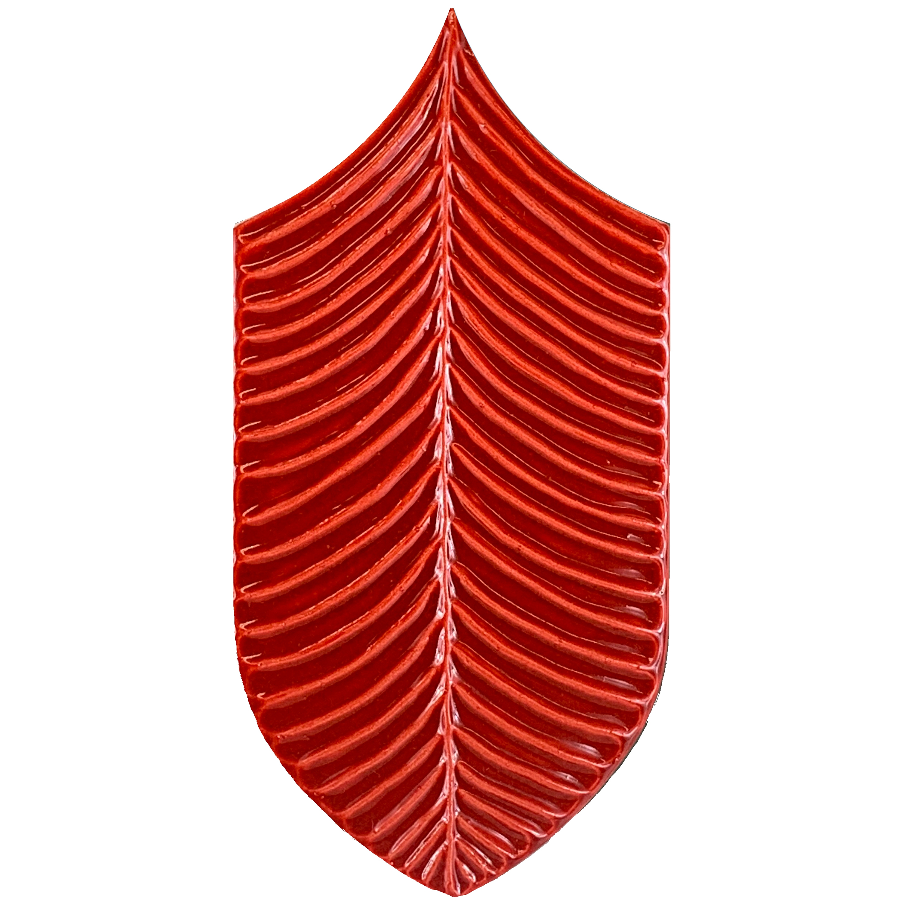 Calathea Lucida A15 Rosso