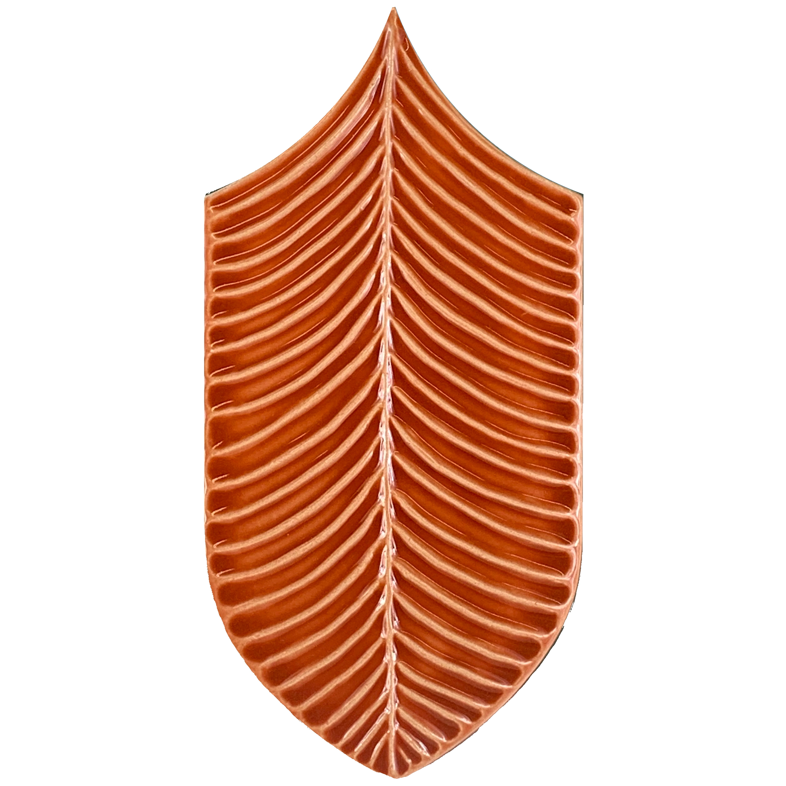 Calathea Lucida A35 Corallo