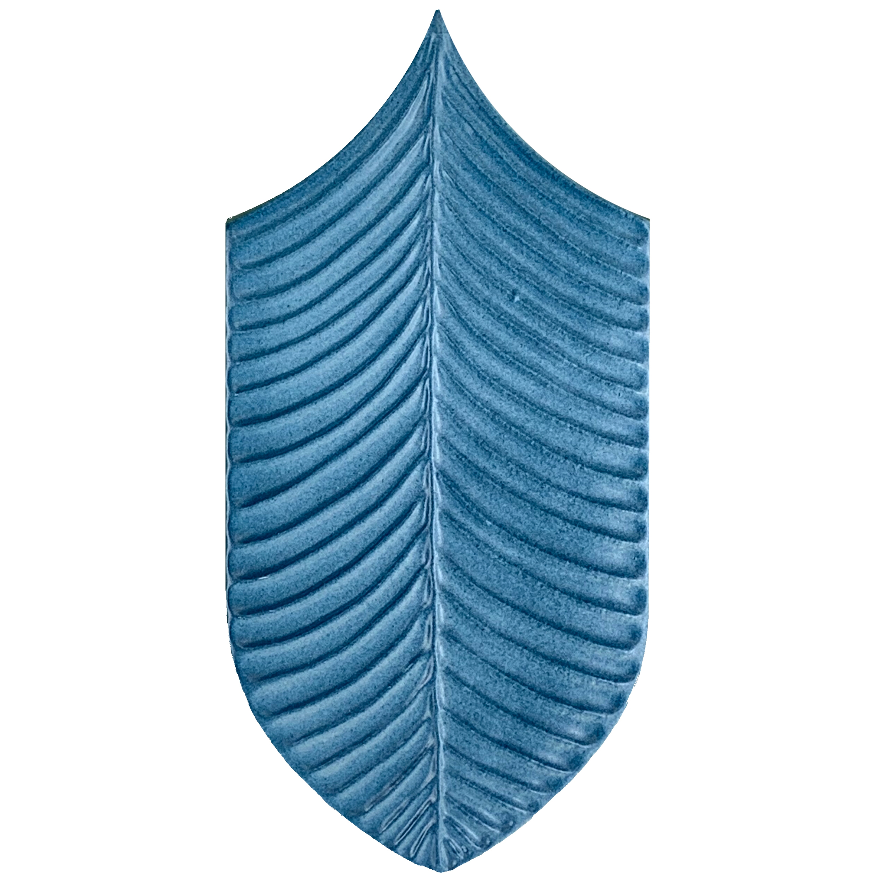 Calathea Wonder W316 Bluette