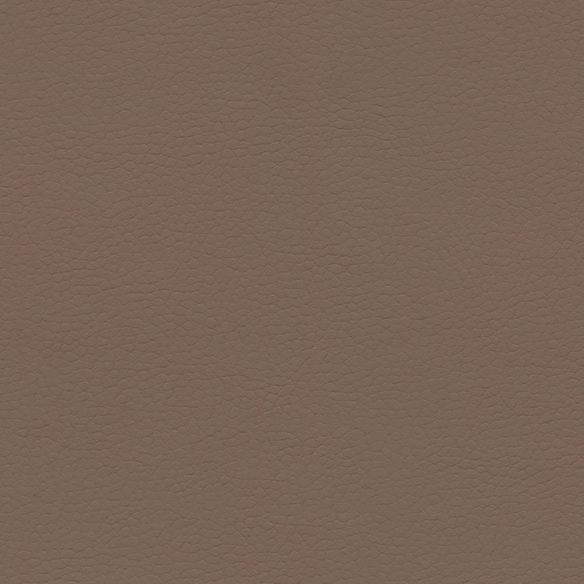 Coast | Dusty Earth