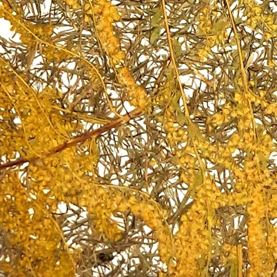 Viaplant Glass