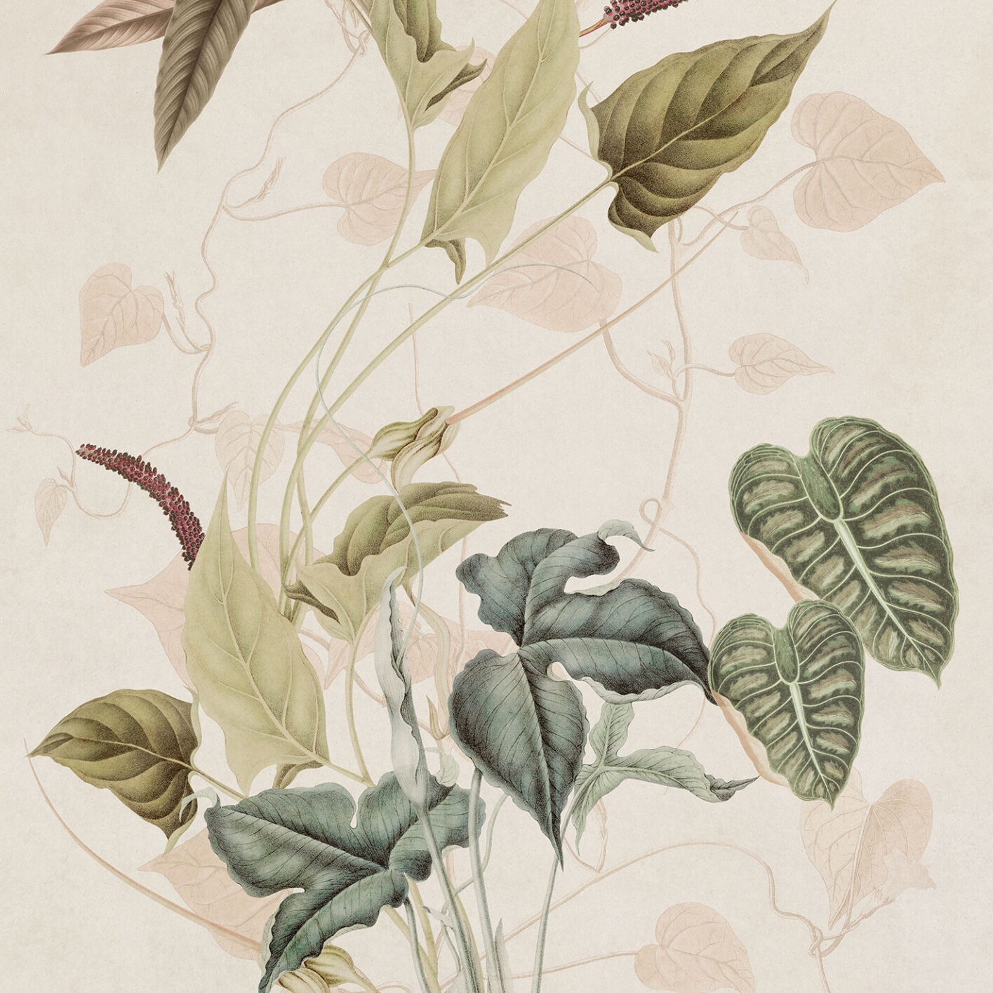 Display product Caladium from manufacturer k'moor