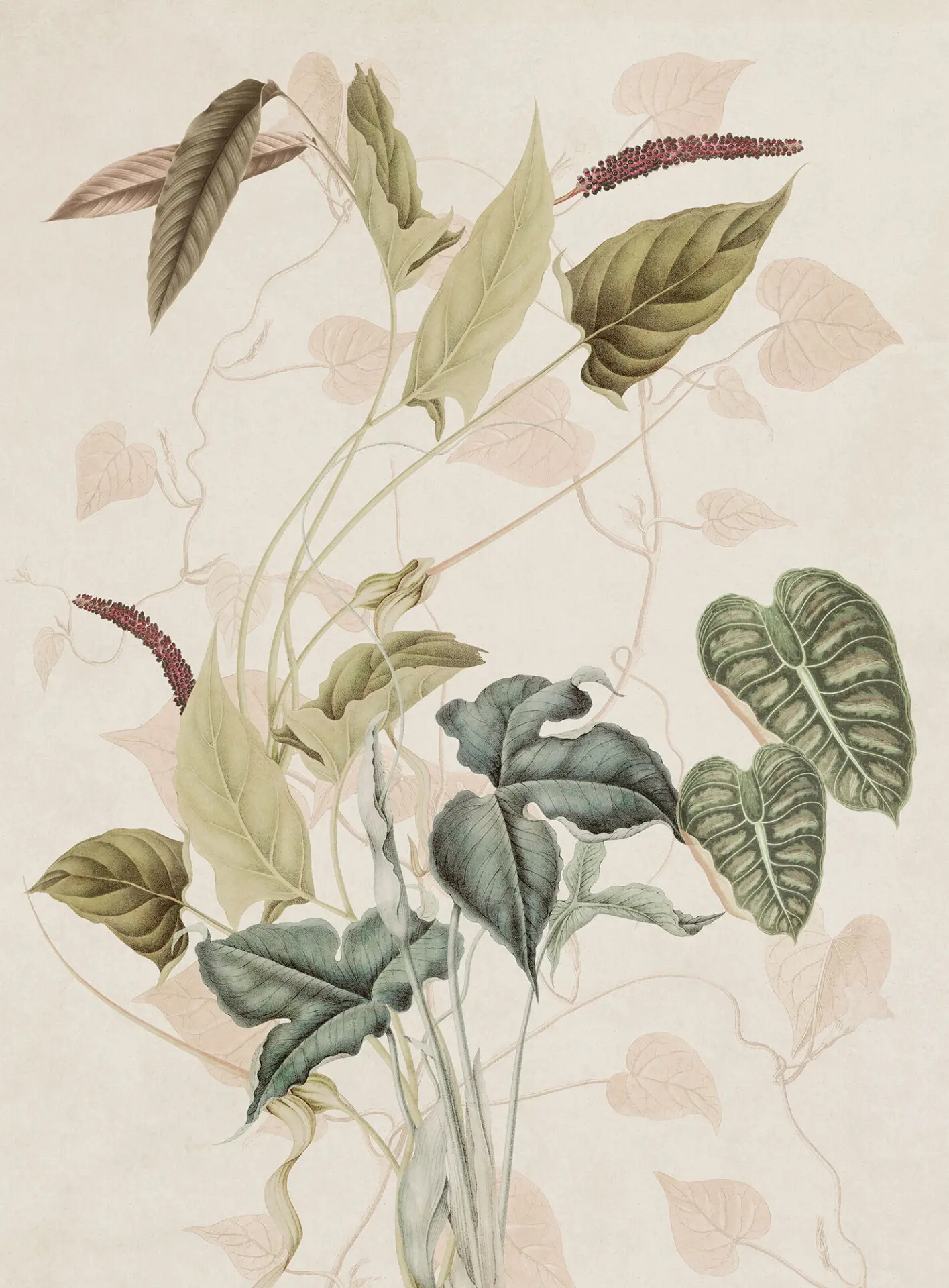 k'moor - Caladium