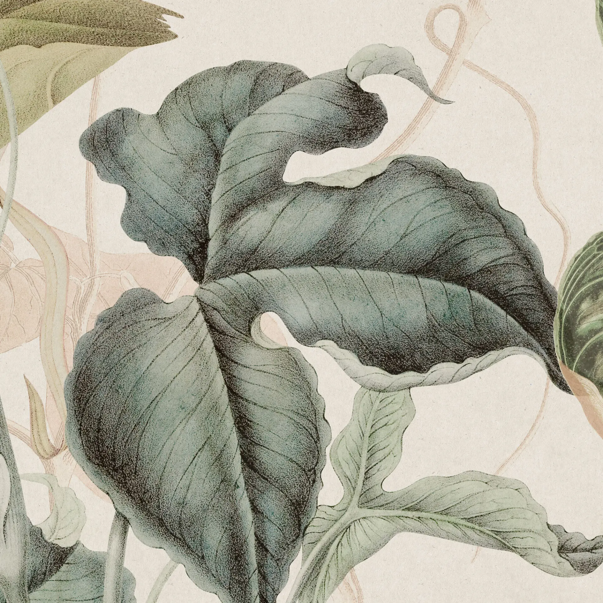 k'moor - Caladium