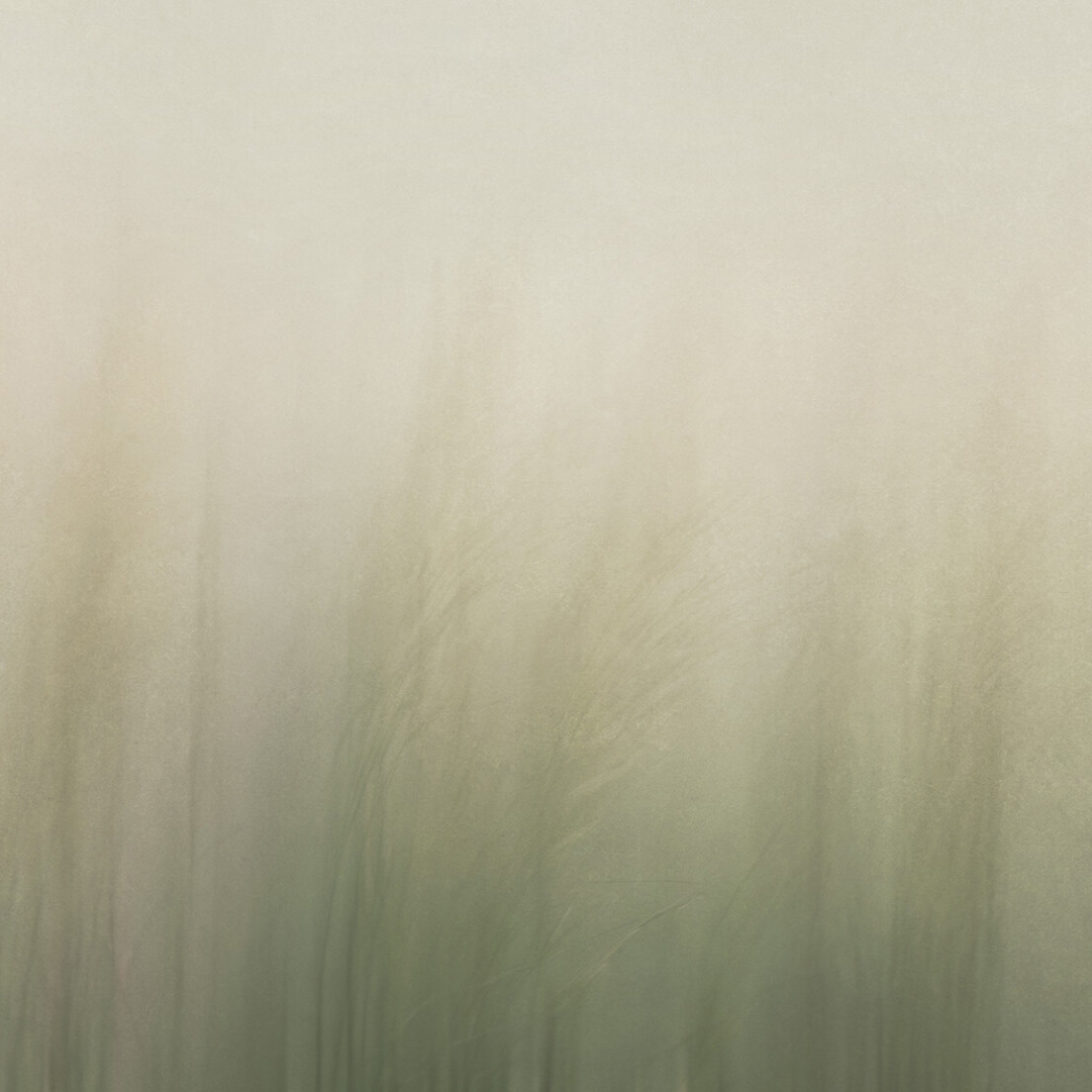 Reed light
