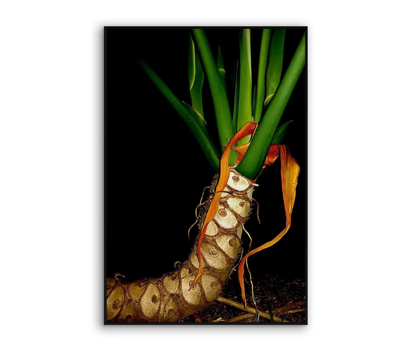 NC Design Group® - Acousticframe | NCD-EBG01-AF