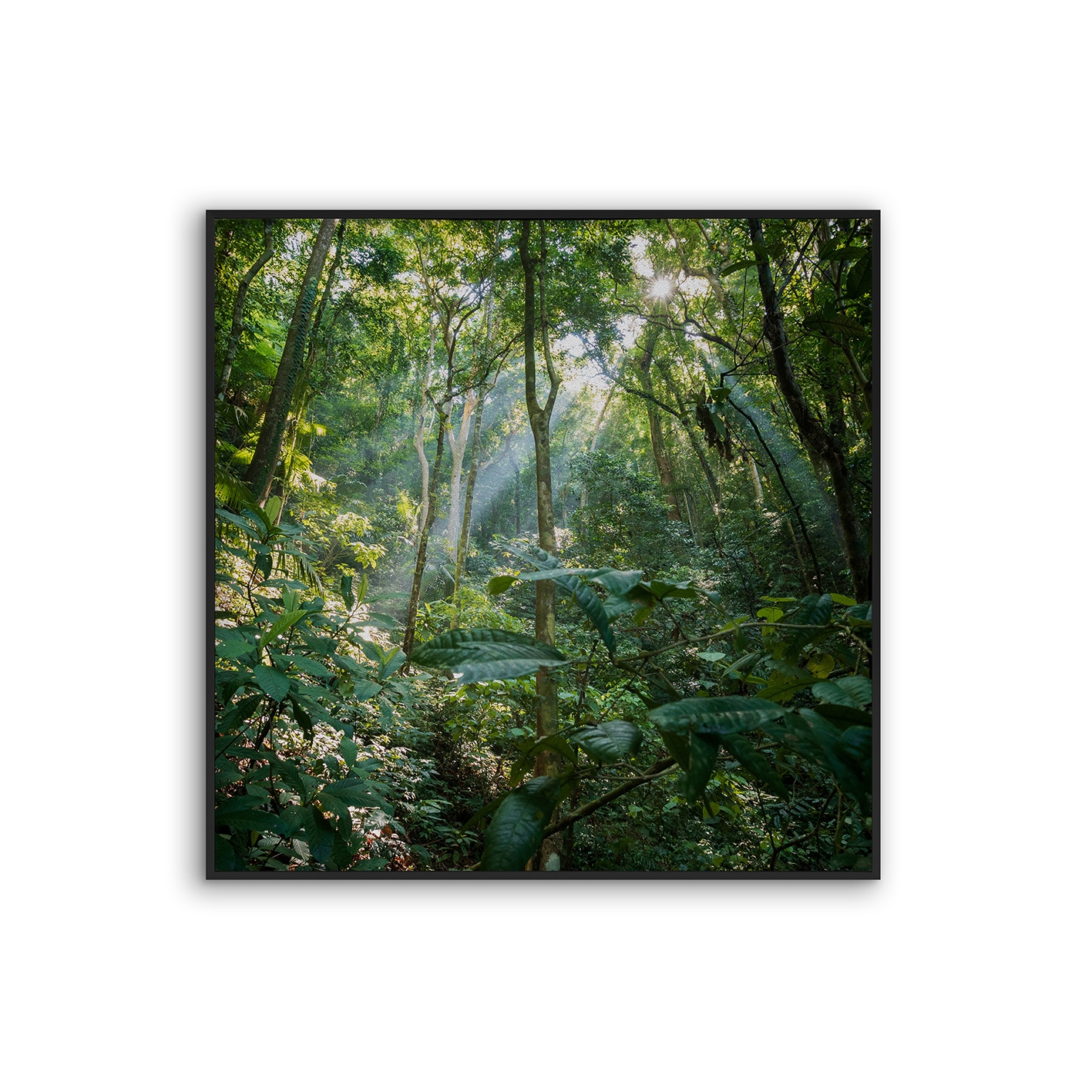 Acousticframe | NCD-MFV09-AF