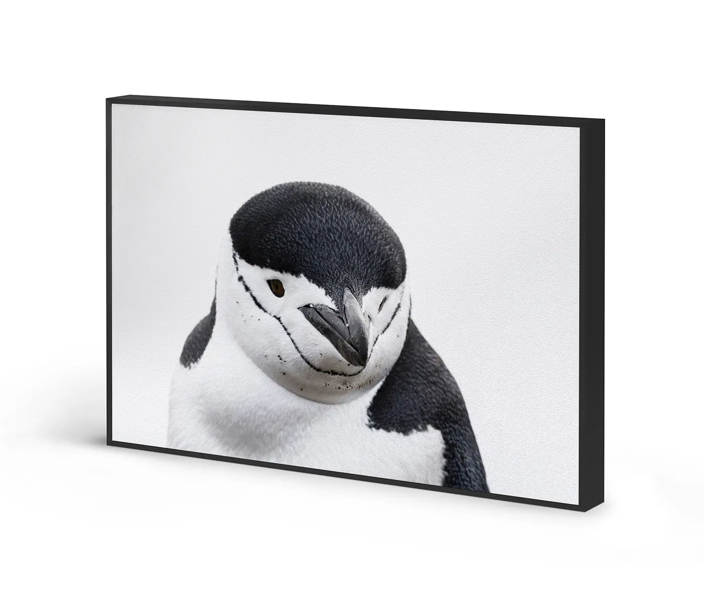 NC Design Group® - Acousticframe | NCD-PTZ03-AF