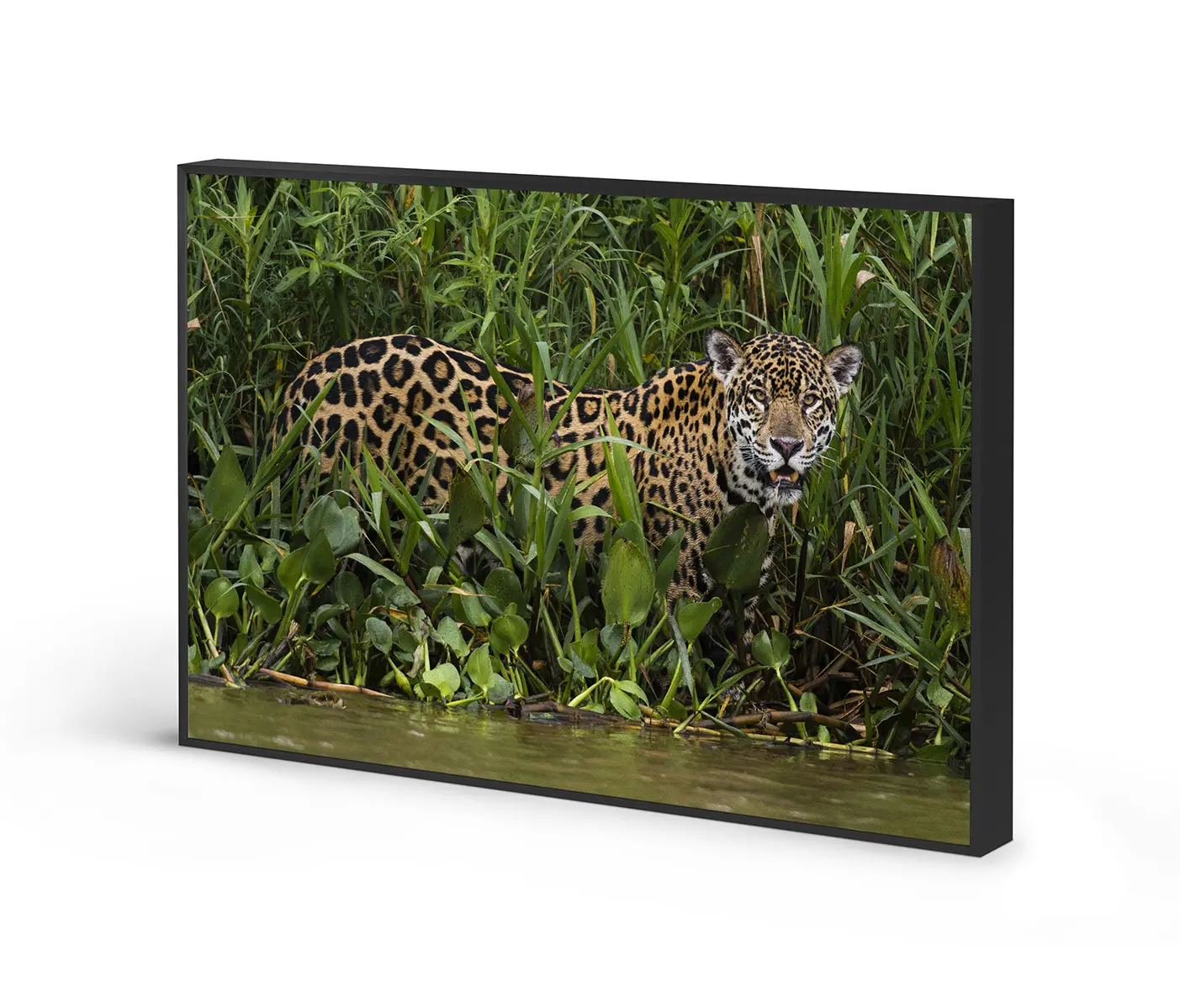 NC Design Group® - Acousticframe | NCD-PTZ04-AF