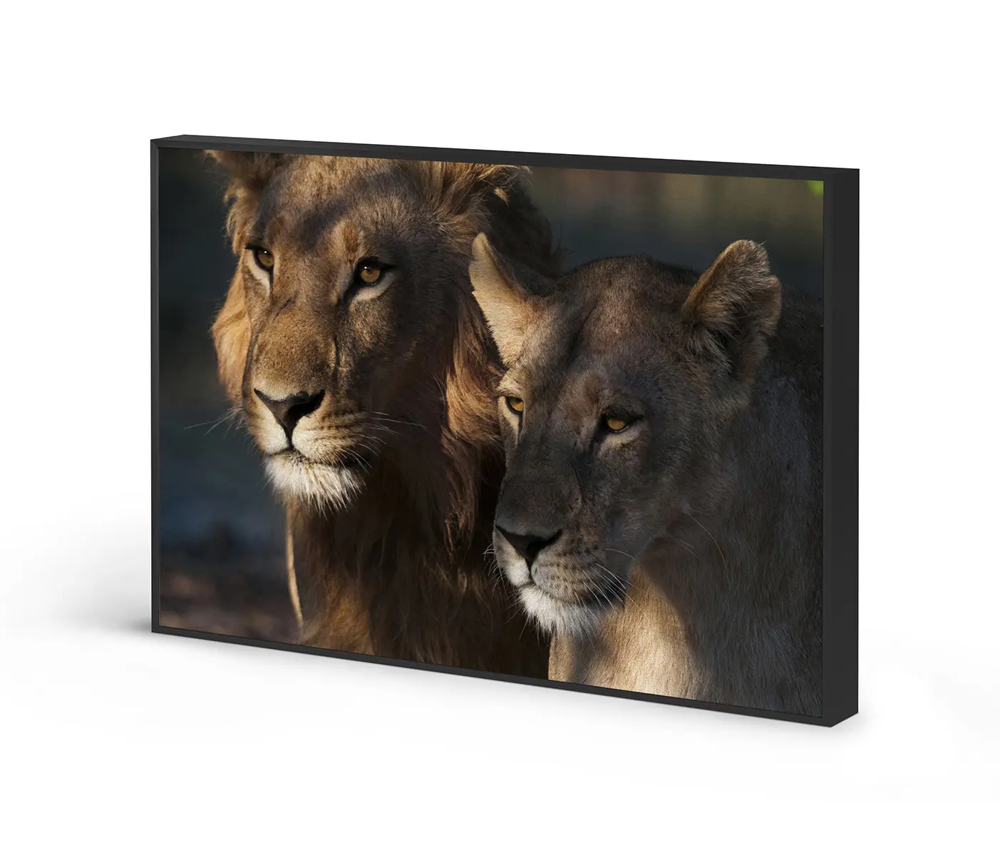 NC Design Group® - Acousticframe | NCD-PTZ06-AF