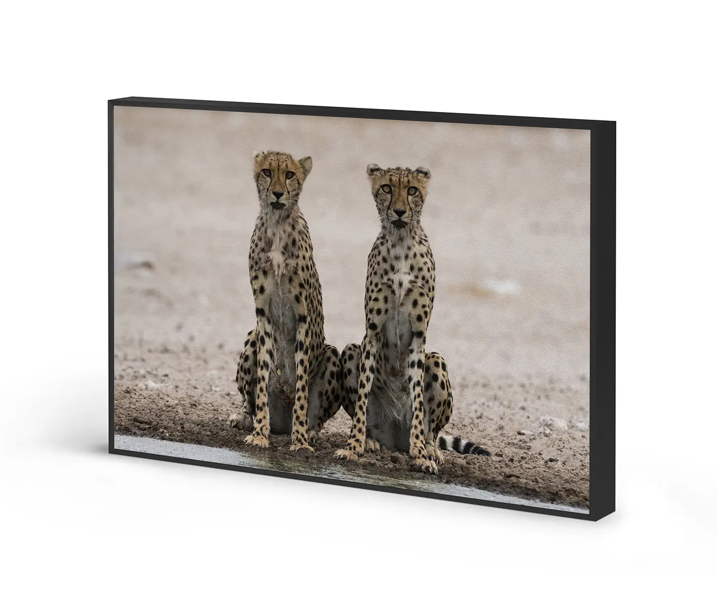 NC Design Group® - Acousticframe | NCD-PTZ09-AF