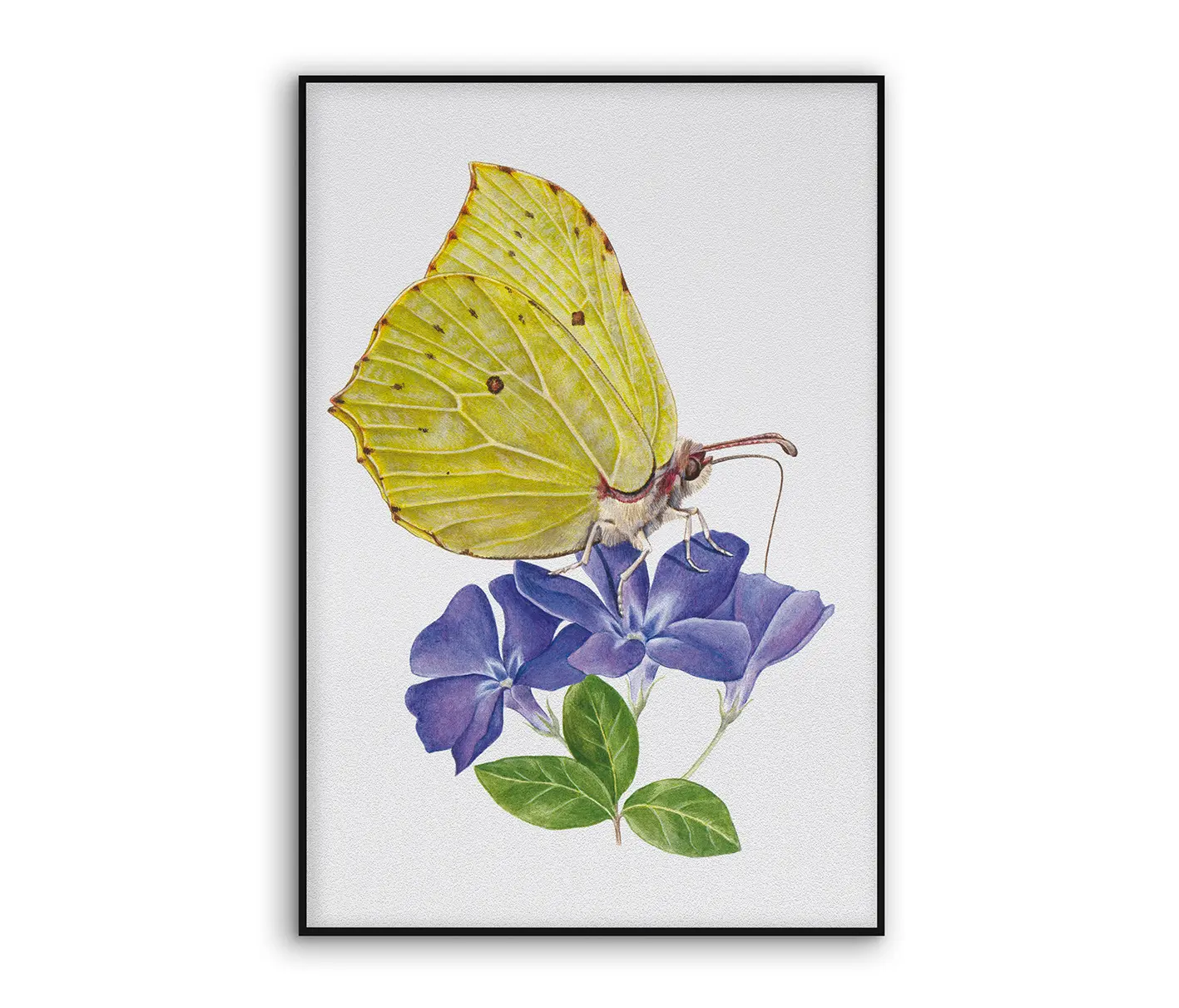 NC Design Group® - Acousticframe | NCD-SLU06-AF