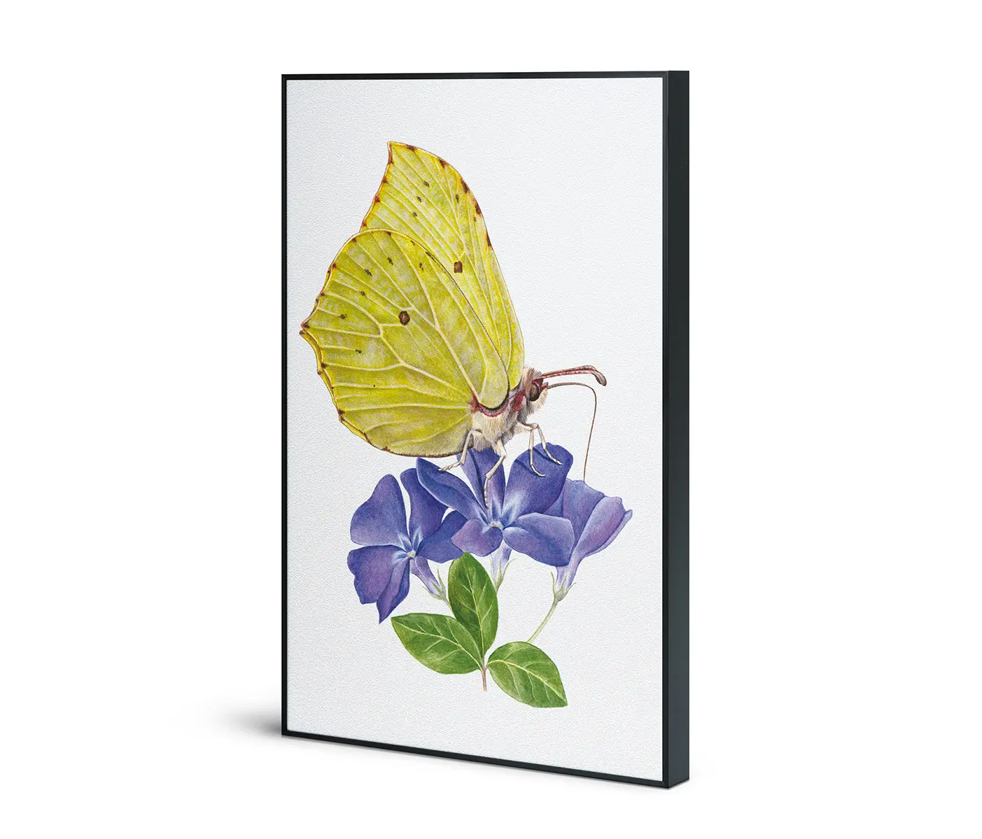 NC Design Group® - Acousticframe | NCD-SLU06-AF