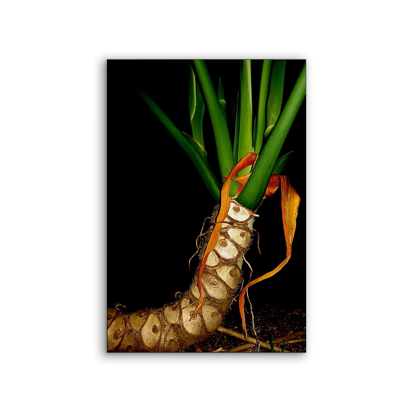 Airframe | NCD-EBG01-AR