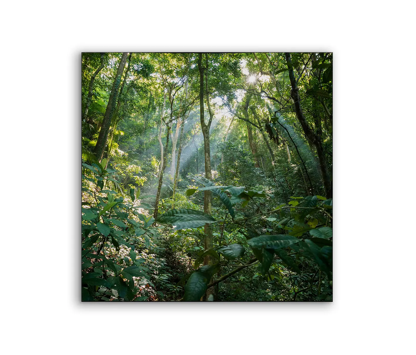 NC Design Group® - Airframe | NCD-MFV09-AR