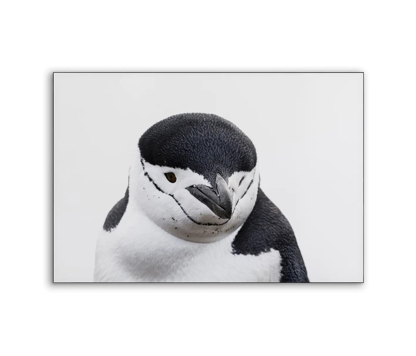 NC Design Group® - Airframe | NCD-PTZ03-AR