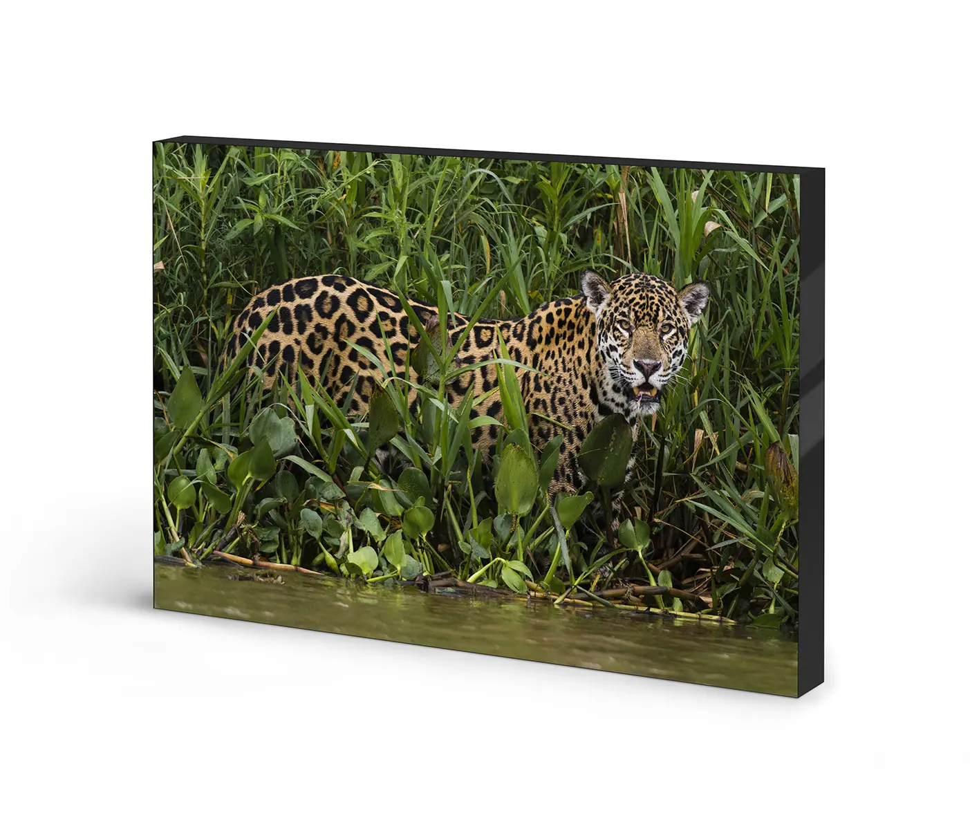 NC Design Group® - Airframe | NCD-PTZ04-AR