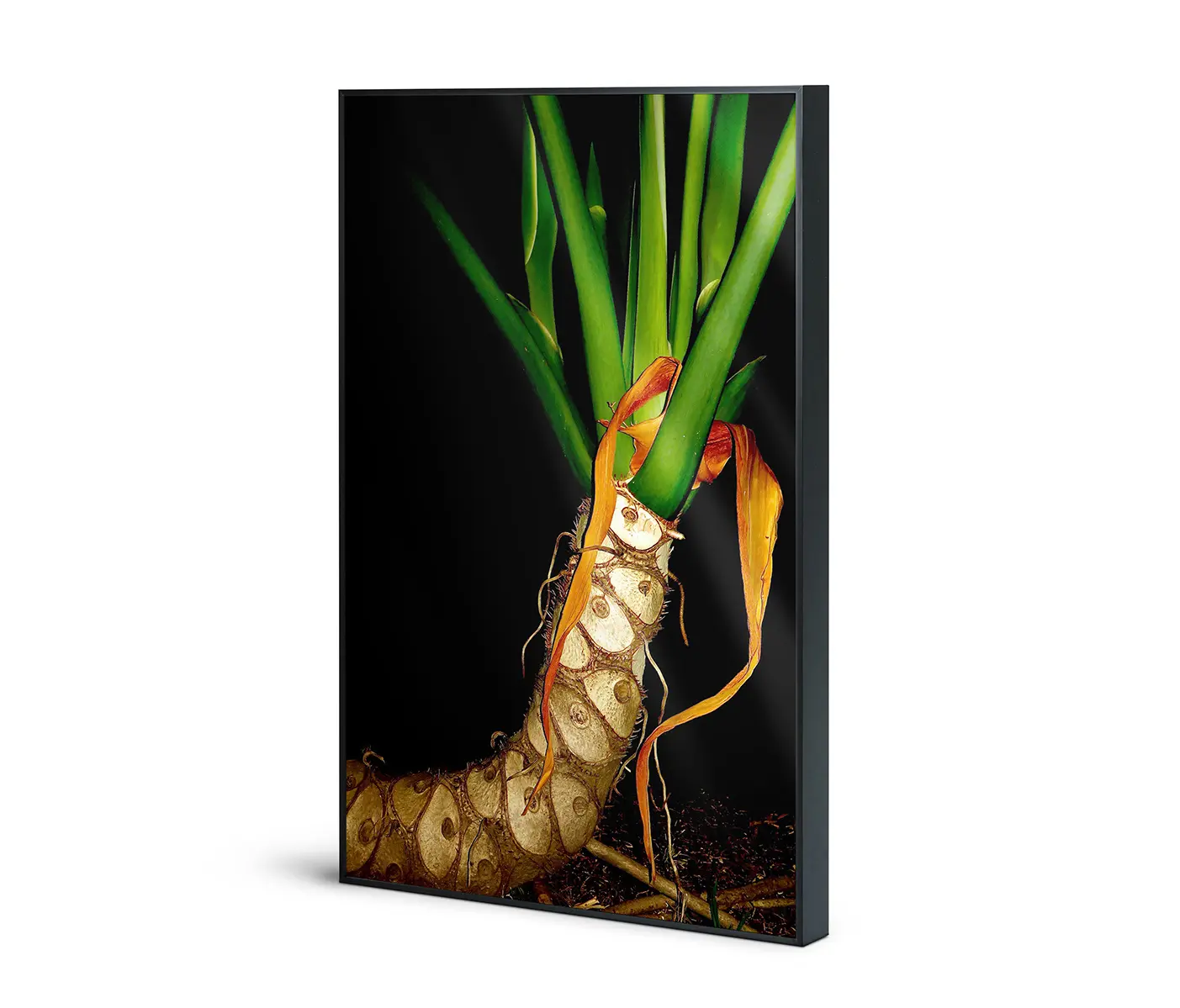 NC Design Group® - Allurex | NCD-EBG01-AL
