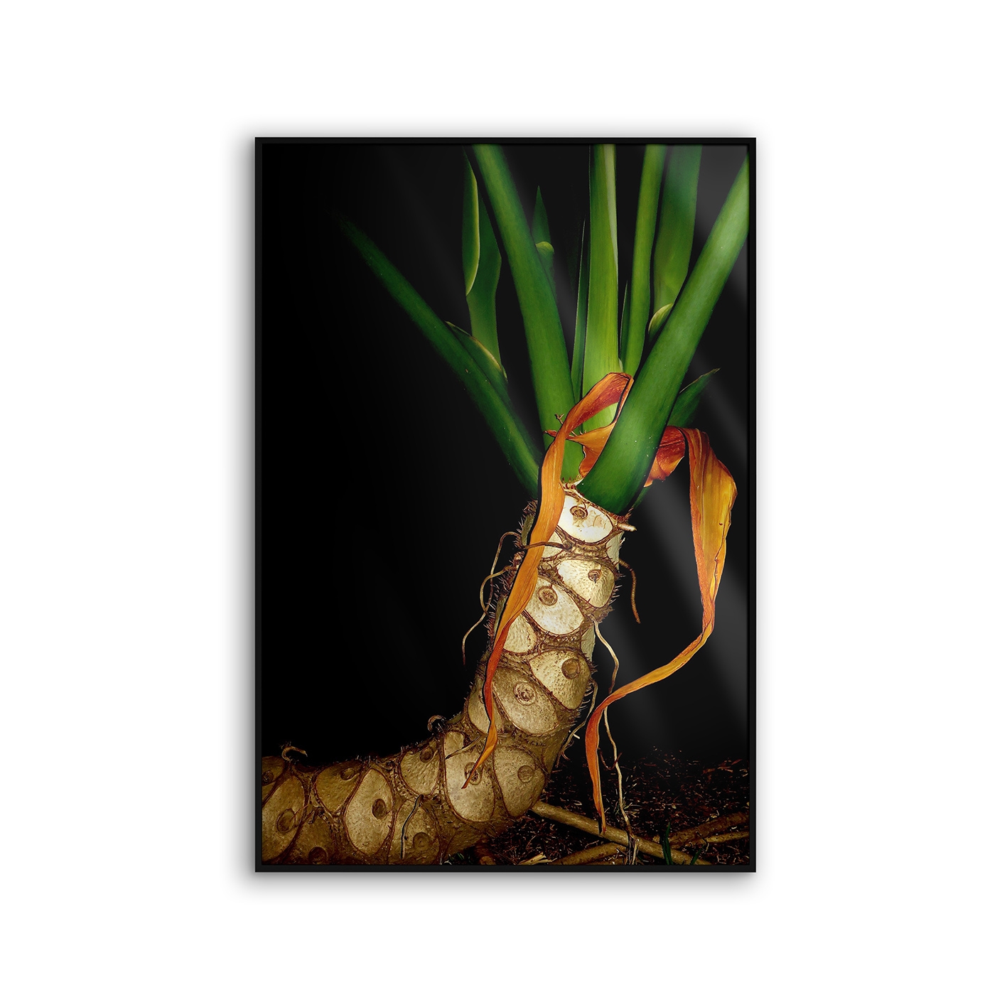 Allurex | NCD-EBG01-AL
