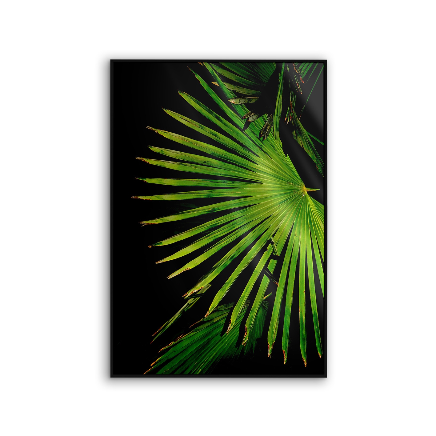 Allurex | NCD-EBG11-AL