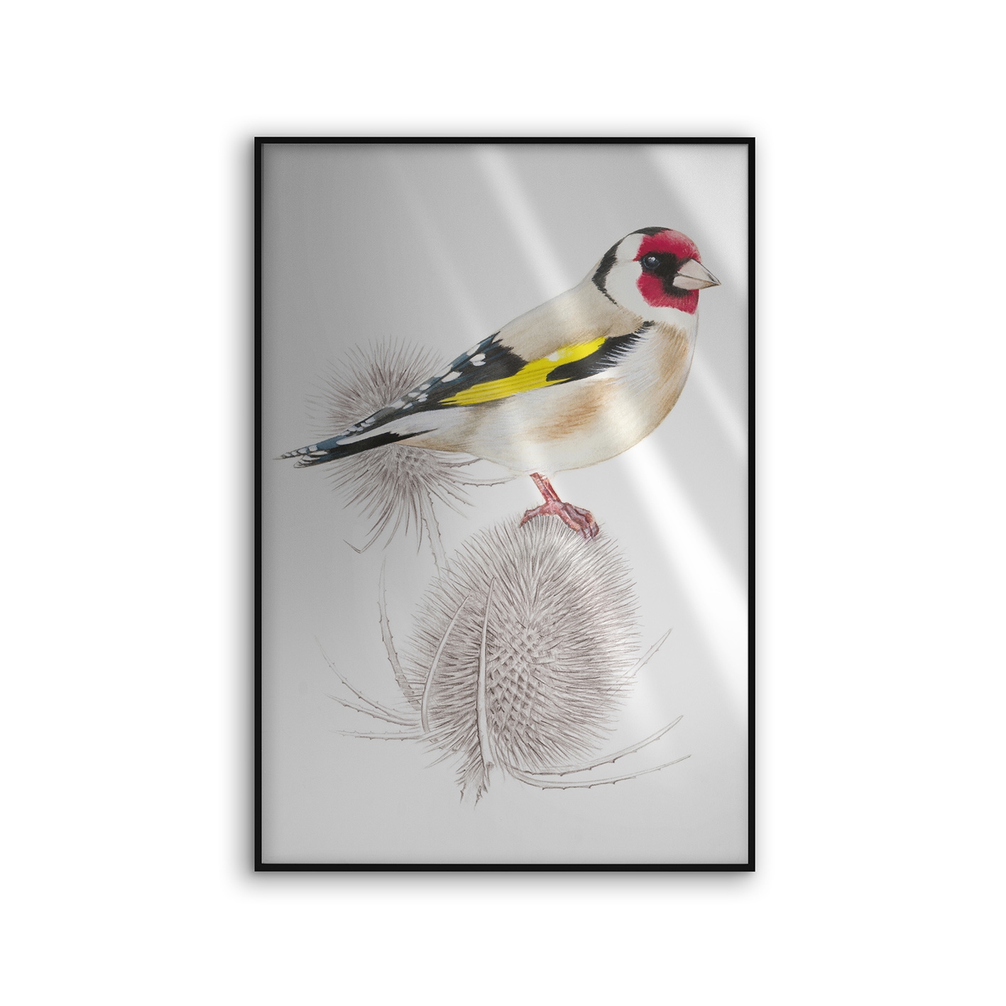 Allurex | NCD-SLU05-AL