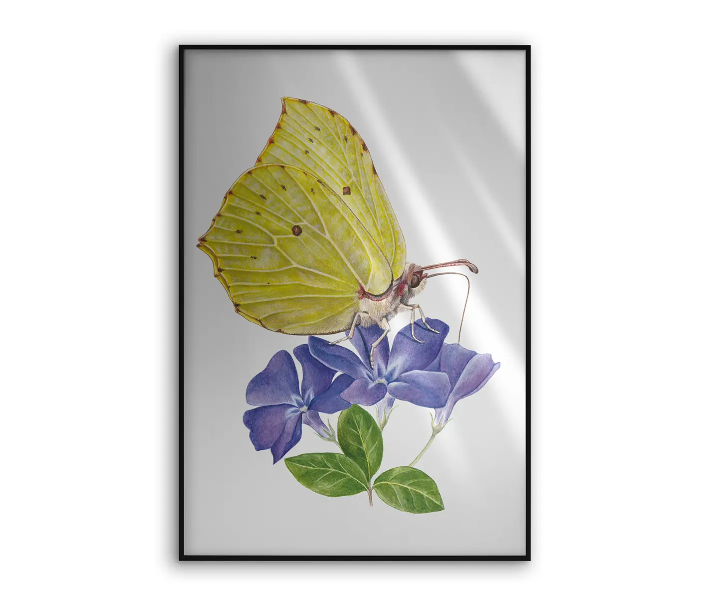 NC Design Group® - Allurex | NCD-SLU06-AL