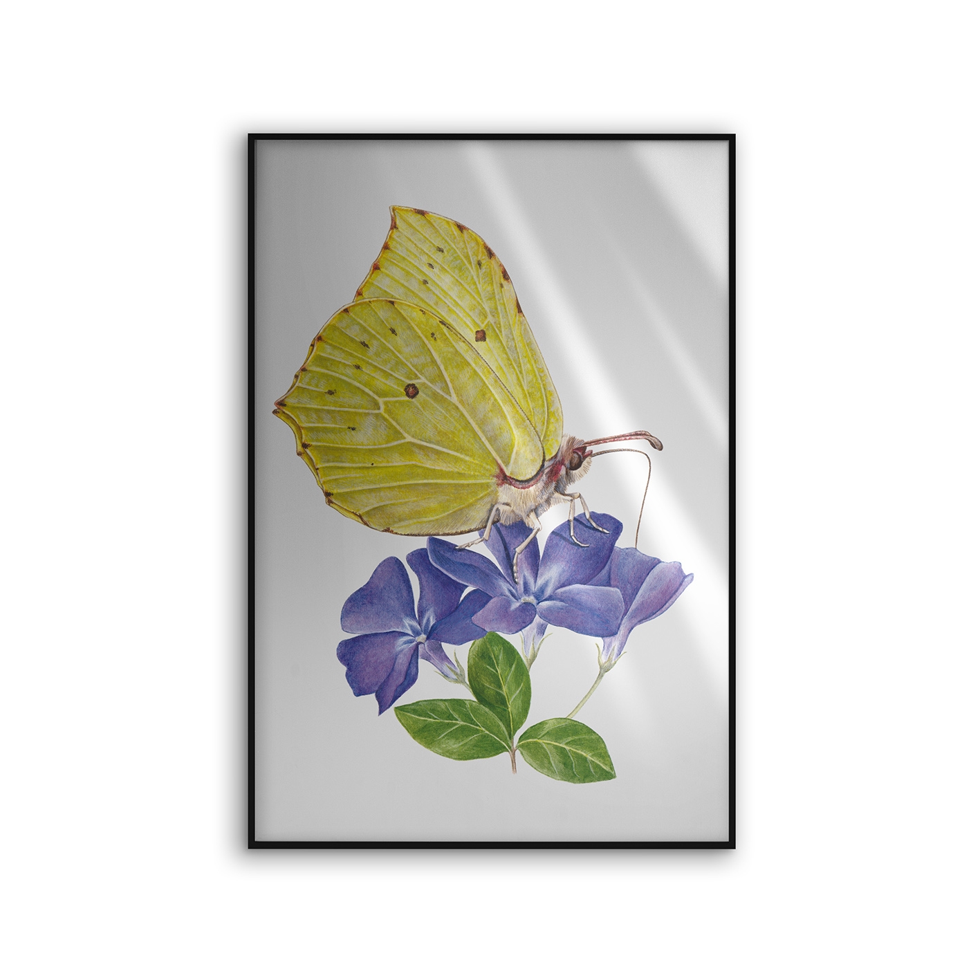 Allurex | NCD-SLU06-AL