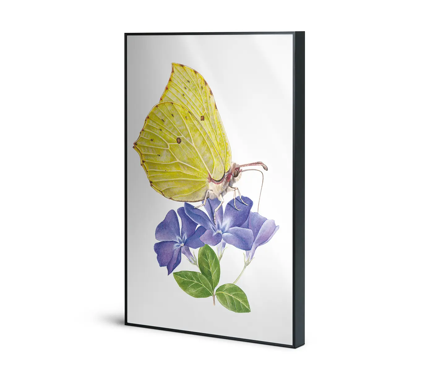 NC Design Group® - Allurex | NCD-SLU06-AL