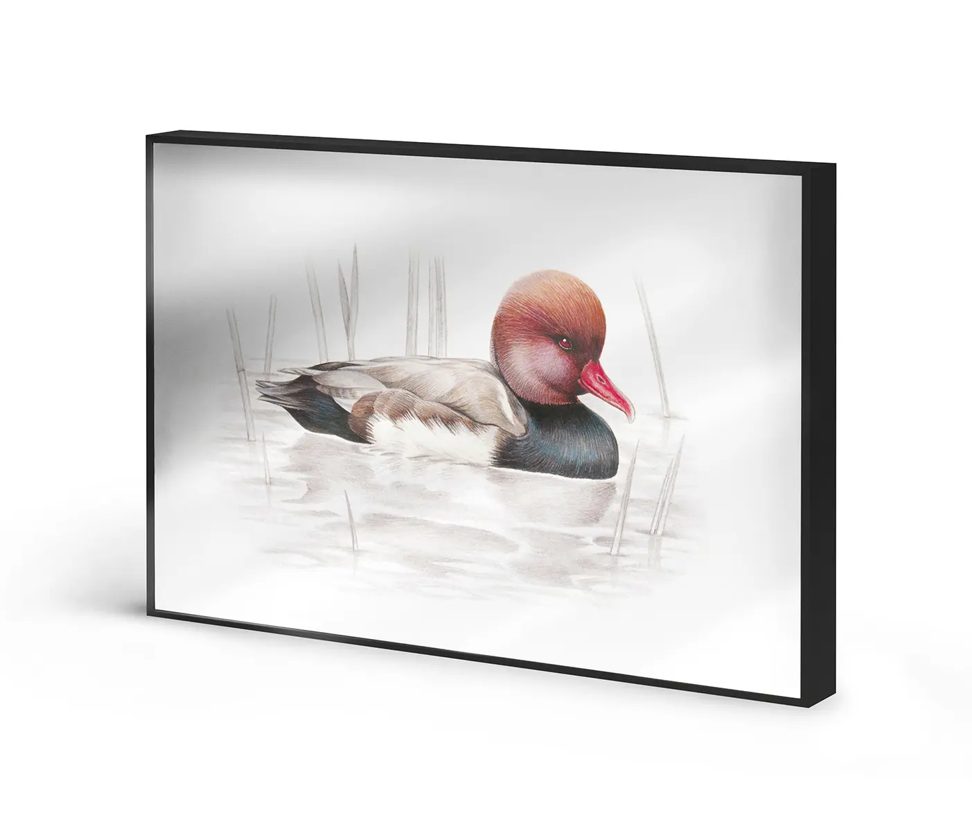NC Design Group® - Allurex | NCD-SLU09-AL