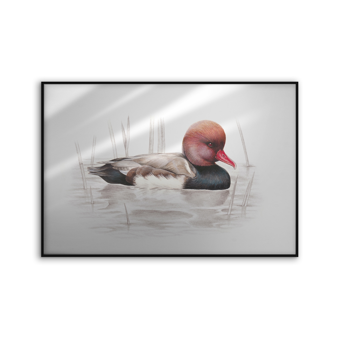 Allurex | NCD-SLU09-AL