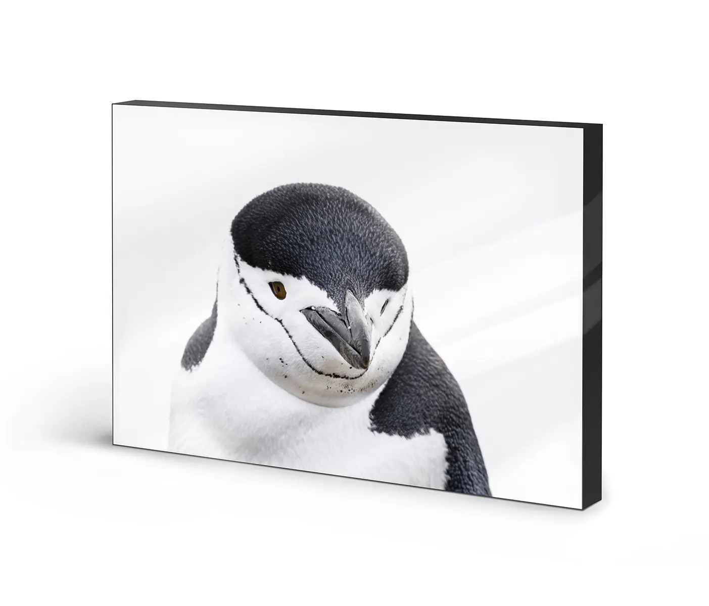 NC Design Group® - Lumaframe | NCD-PTZ03-LU