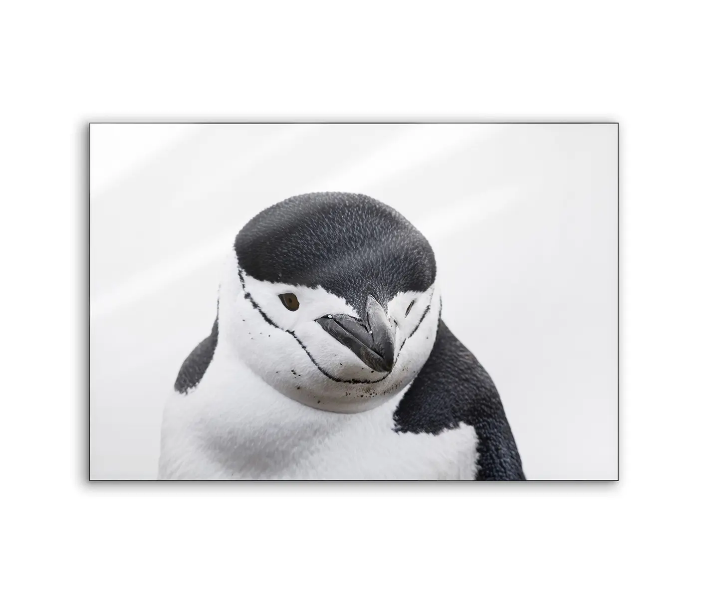 NC Design Group® - Lumaframe | NCD-PTZ03-LU