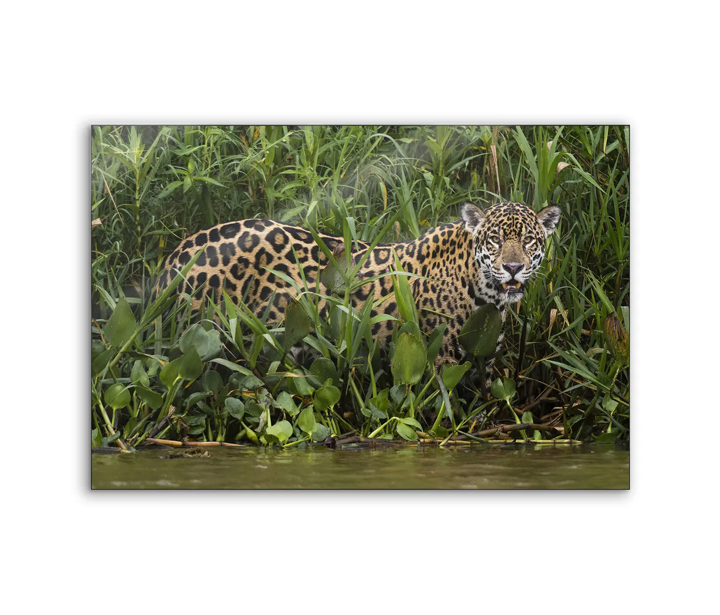 NC Design Group® - Lumaframe | NCD-PTZ04-LU