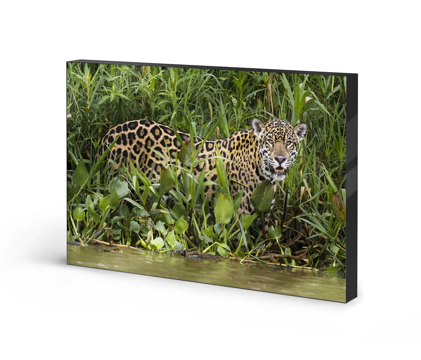 NC Design Group® - Lumaframe | NCD-PTZ04-LU