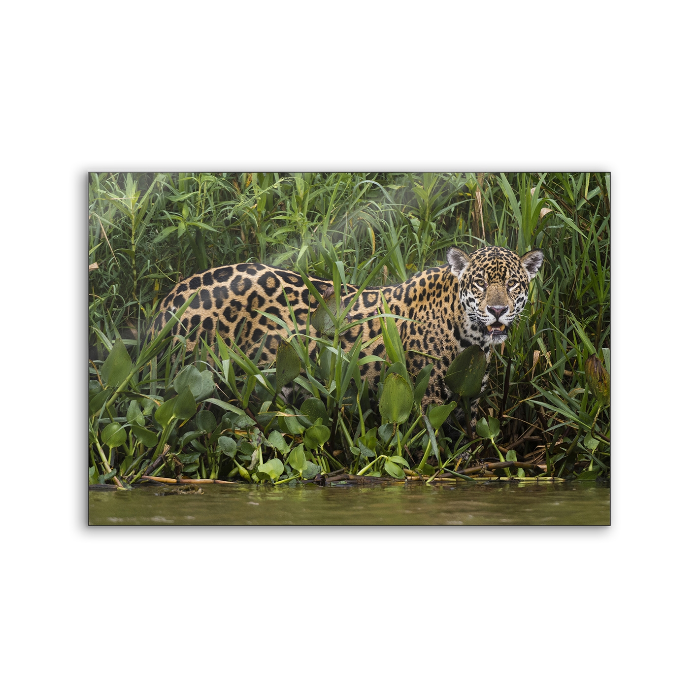 Lumaframe | NCD-PTZ04-LU