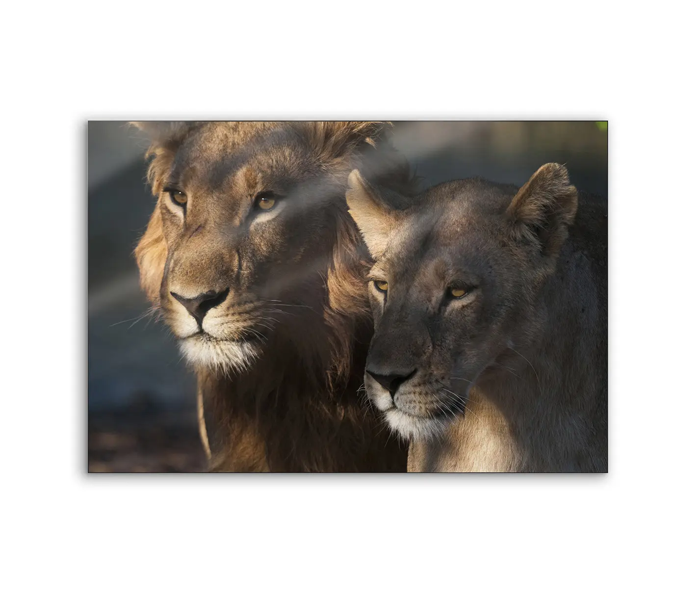 NC Design Group® - Lumaframe | NCD-PTZ06-LU