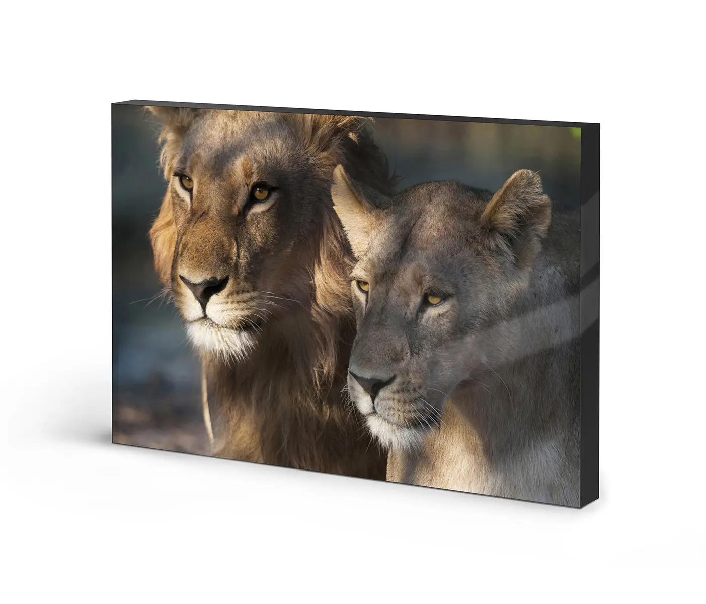 NC Design Group® - Lumaframe | NCD-PTZ06-LU