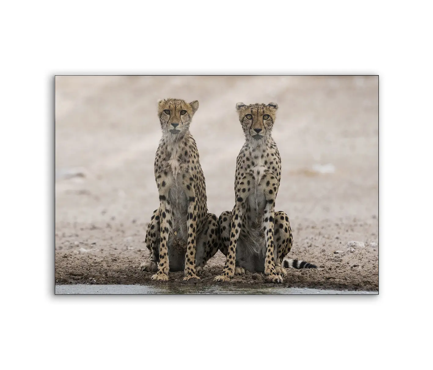 NC Design Group® - Lumaframe | NCD-PTZ09-LU