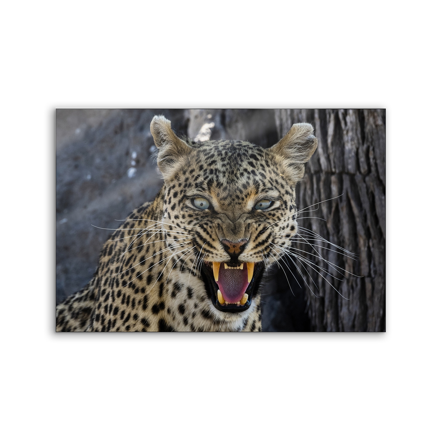 Lumaframe | NCD-PTZ10-LU