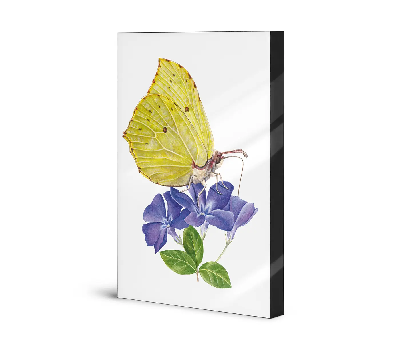 NC Design Group® - Lumaframe | NCD-SLU06-LU