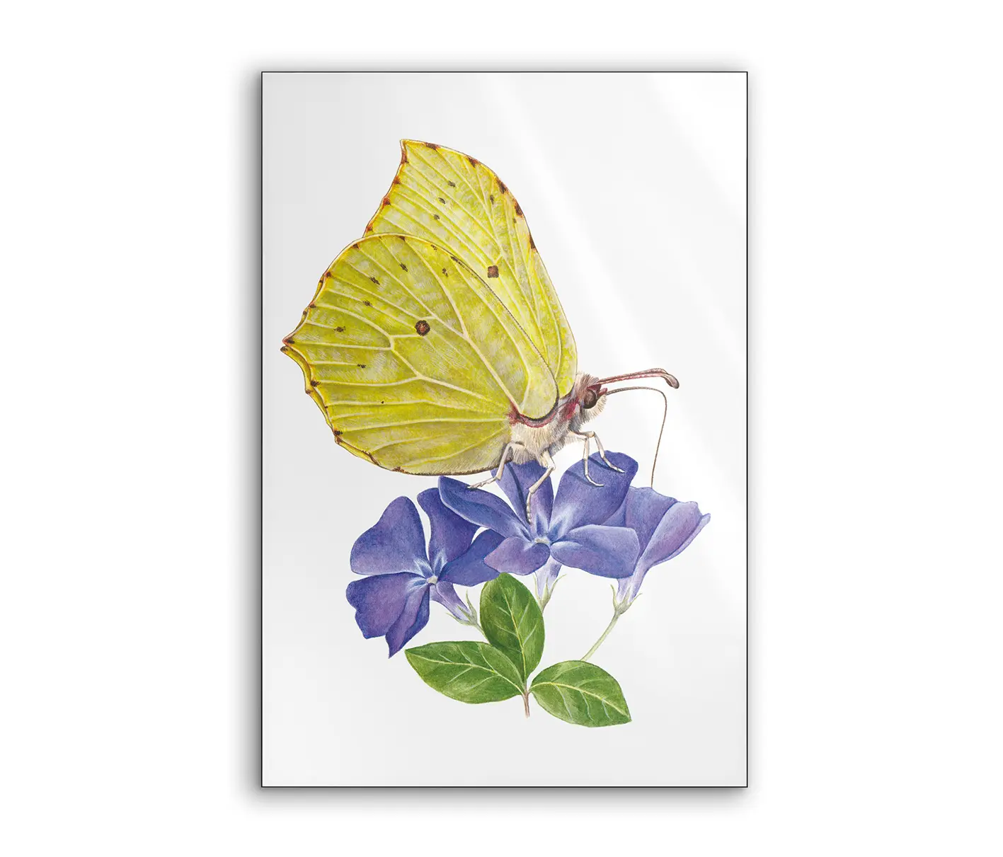 NC Design Group® - Lumaframe | NCD-SLU06-LU